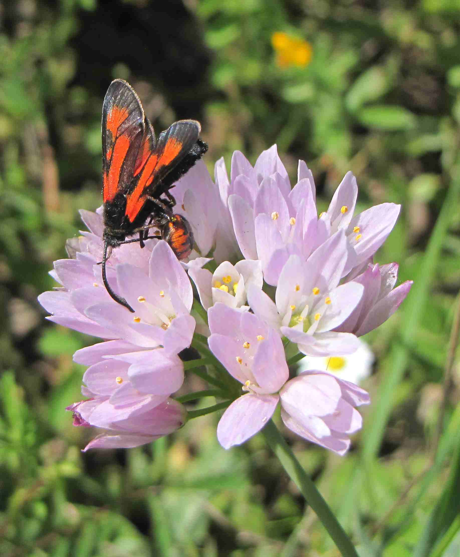 zygaena